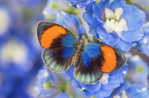 butterfly on a purple bush