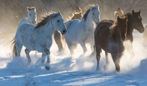 horses running in the snow