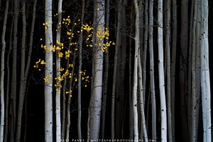 Matt Payne image of trees