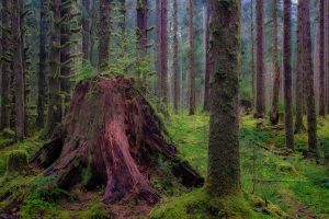 trees and stumps covered in moss in Olympic NP