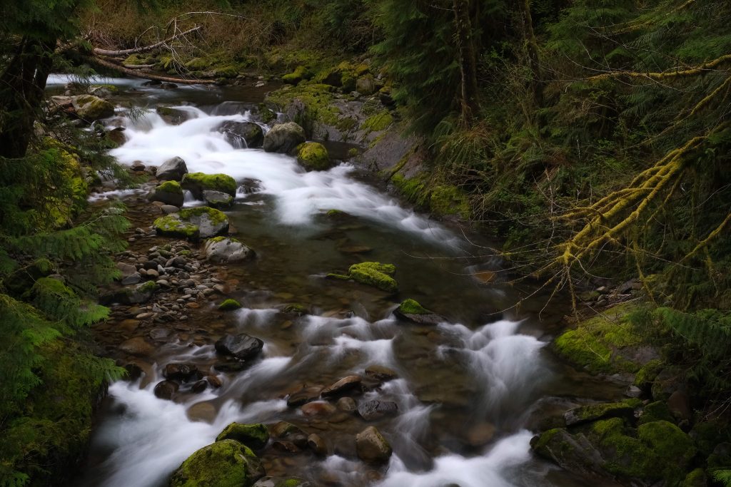 A flowing stream through a heavily wooded forest.