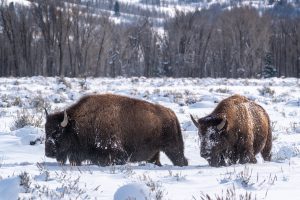 bison walking through the snow