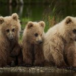 Alaska 3 little bears ws