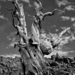 Bristlecone Bulge