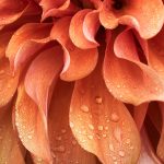 Delicious macro flower