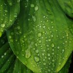 Hosta Drops