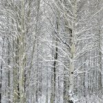 Aspens-in-snow