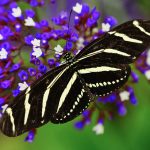 Arizona Butterfly