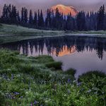 MtRainier-spring-wildflowers