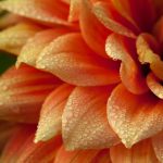 Orange Drops