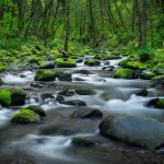 Soliloquy in Olympic Rain Forest