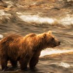 grizzly bear in Alaska stream