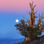 eastern sierras bristlecone pine